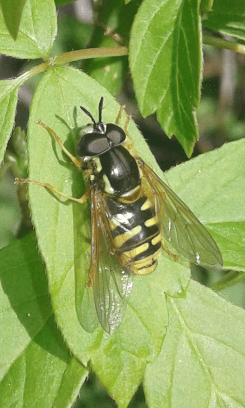 Syrphidae : Chrysotoxum cautum?